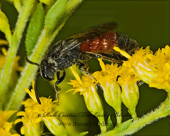 Sphecodes 5013723 z