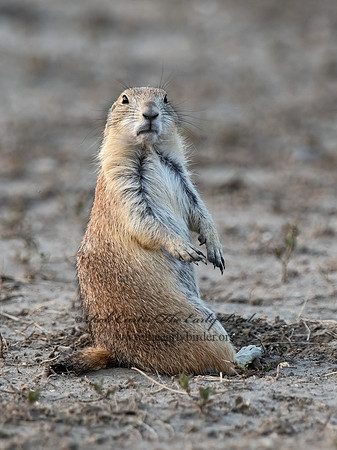 Cynomys ludovicianus  BLACK-TAILED PRAIRIE DOG 3023499z