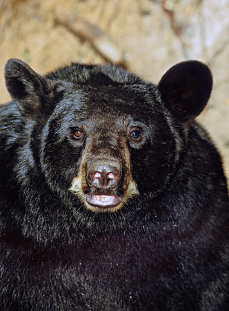Ursus americanus  BLACK BEAR  302629z