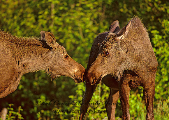 Alces alces  MOOSE 233422 z