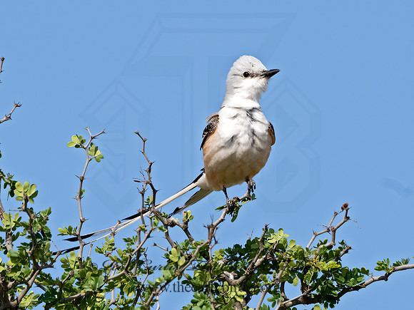 Tyrannus forficatus  SCISSOR-TAILED FLYCATCHER 3033001z
