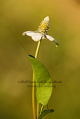 Anemopsis californica  LIZARD TAIL 6026685z