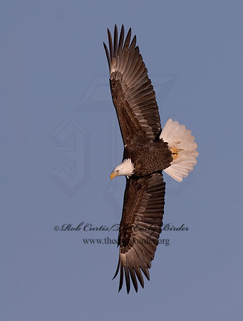 Haliaeetus leucocephalus  BALD EAGLE 6020488z