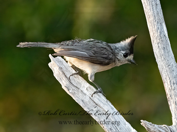 Baeolophus atricristatus  BLACK-CRESTED TITMOUSE 3032922z