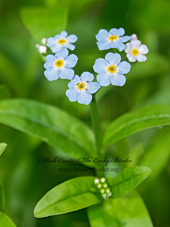 Myosotis scorpioides  TRUE FORGET-ME-NOT 9013784z