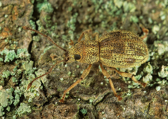 Calomycterus setarius 1113213z