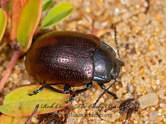 Chrysolina auripennis  PURPLE LEAF BEETLE 3026234z