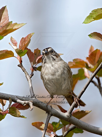 Melospiza georgiana  SWAMP SPARROW 9043009z