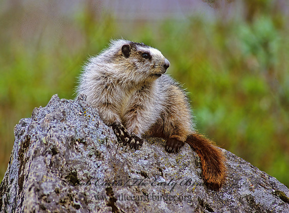 Marmota calligata  HOARY MARMOT 234732z