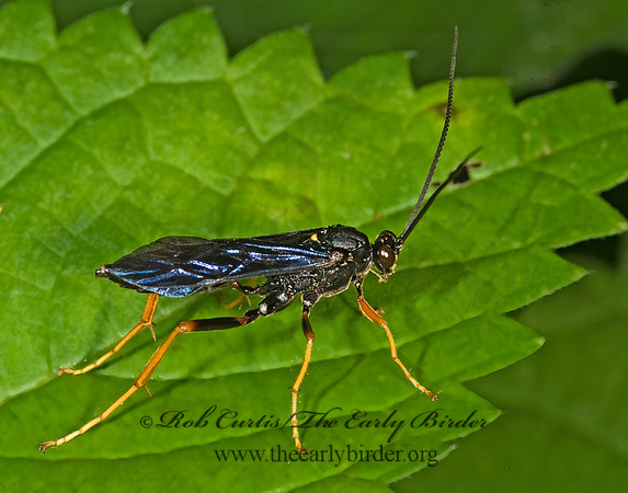 Hoplismenus morulus morulus  ICHNEMONINI ICHNEUMON 8015271z