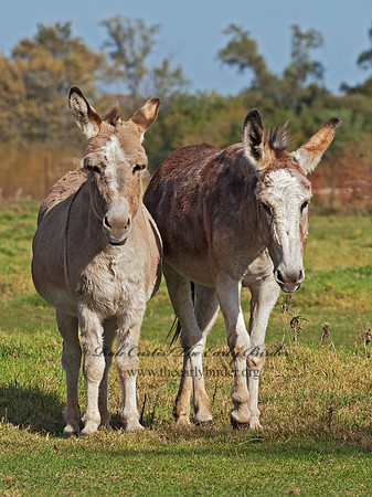 Equus asinus  DONKEY 8024214z