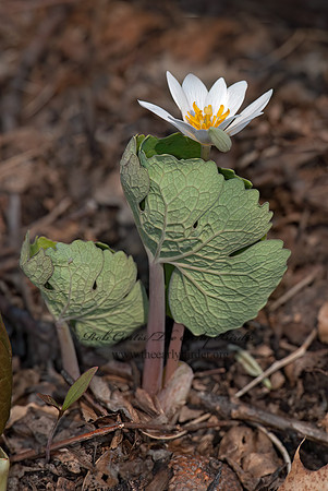 Sanguinaria canadensis  BLOODROOT 7014334z
