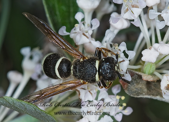 Euodynerus leucomelas 7010188z