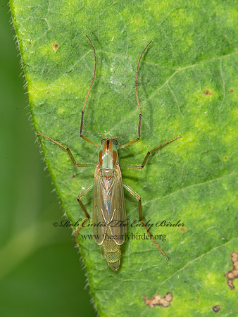 Axarus festivus grp  GREEN CHIRONOMINI MIDGE 9040229z