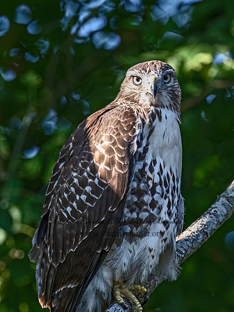 Buteo Jamaicensis RED-TAILED HAWK 9090544z