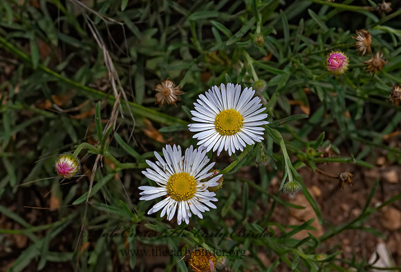 Erigeron annuus  ANNUAL FLEABANE 3035390z