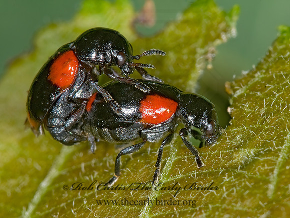 Babia quadriguttata CASEBEARER LEAF BEETLE 6010180z
