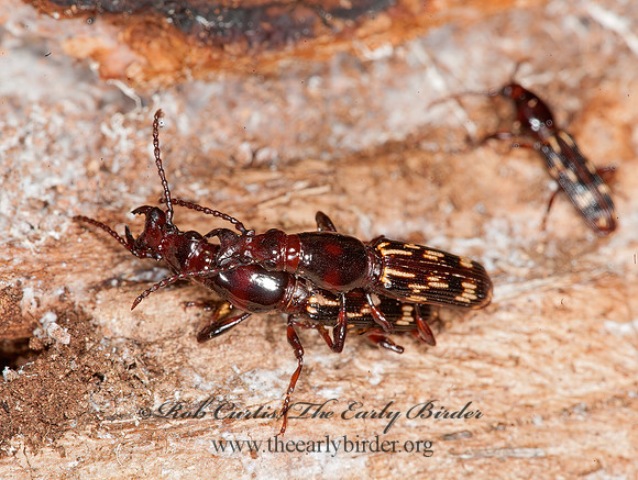Arrhenodes minutus 8032944z