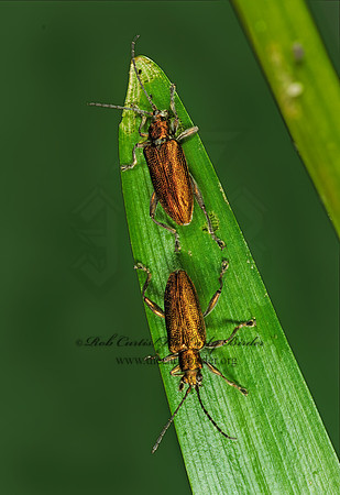 Donacia subtilis group  AQUATIC LEAF BEETLE 208911z