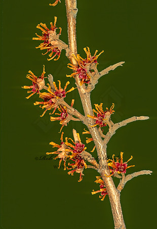 Hamamelis vernalis  WERNAL WITCH-HAZEL 215027z