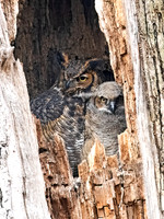 Bubo virginianus GREAT HORNED OWL 3042218z
