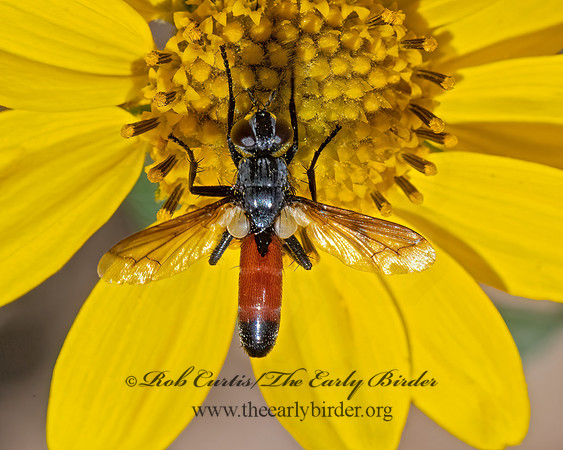 Cylindromyia  ORANGE AB TACHINID 3025006z
