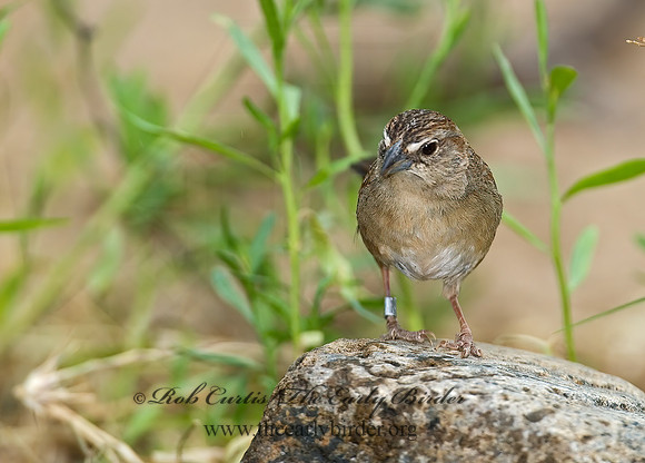 Aimophila ruficeps  RUFOUS-CROWNED SPARROW  7008071z