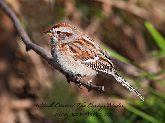 Spizelloides arborea  AMERICAN TREE SPARROW 3005202z