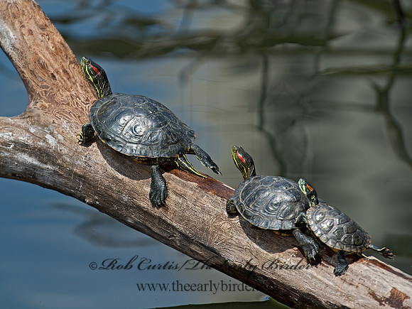 Trachemys scripta elegans  RED EARED SLIDER  9011947z