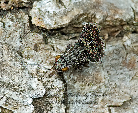 Callopsistromyia annulipes  PICTURE-WINGED FLY 5008817z