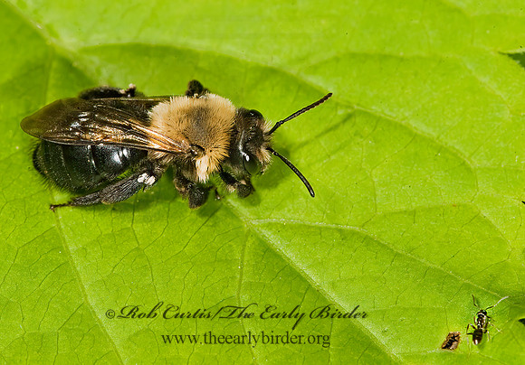 Andrena carlini 8014693+z