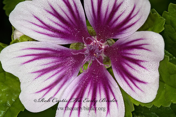 Malvia sylvestris zebrian~  ZEBRINA MALLOW 5014010z