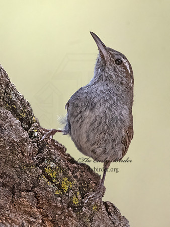 Thryomanes bewickii  BEWICK'S WREN 3037267z