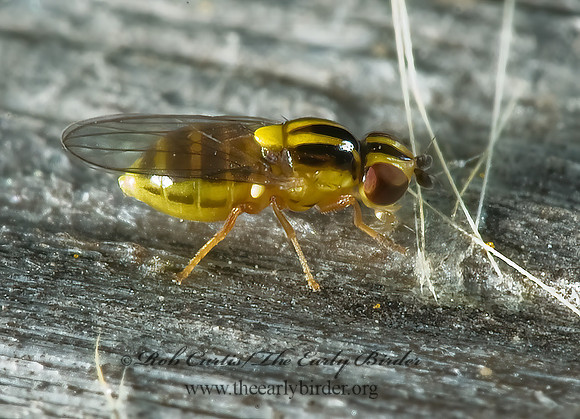 Thaumatomyia glabra FRIT FLY 5014847 z