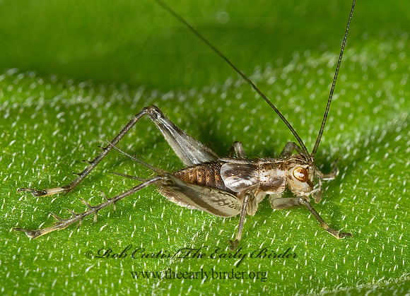 Anaxipha  WINGED BUSH CRICKET 9013616z