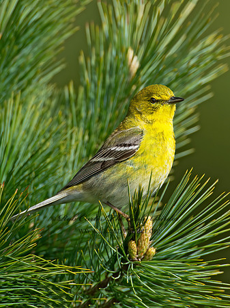 Setophaga pinus  PINE WARBLER 9000249 z