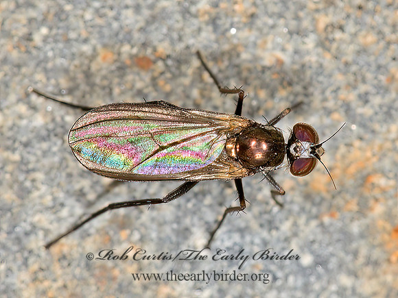 Hercostomus~  LONG-LEGGED FLY 9032411z