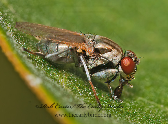 Ochthera lauta  SHORE FLY 3009022z