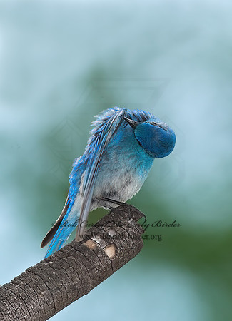 Sialia currucoides  MOUNTAIN BLUEBIRD  7010990z