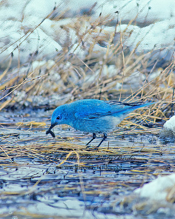 Sialia currucoides  MOUNTAIN BLUEBIRD  102934z