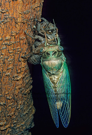 Neotibicen canicularis  DOG-DAY CICADA 155429z