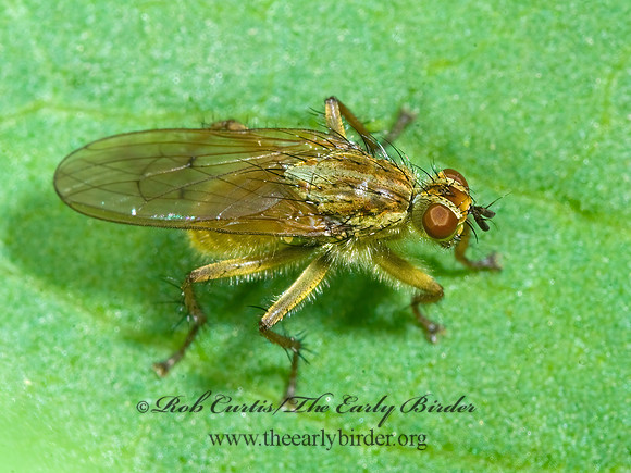 Scathophaga stercoraria  DUNG FLY 7009262z
