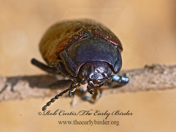 Chrysolina auripennis PURPLE LEAF BEETLE 3026277z