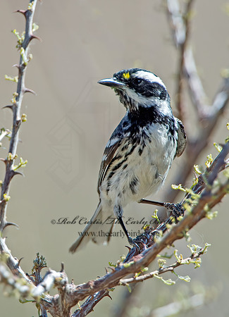 Setophaga nigrescens  BLACK-THROATED GRAY WARBLER 9056410z