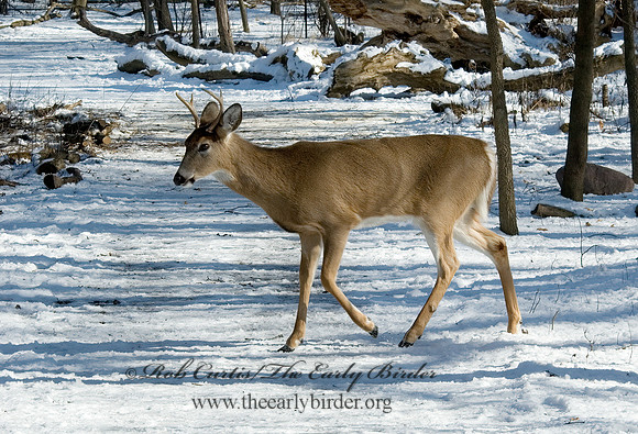 Odocoileus virginianus  WHITE-TAILED DEER 5017704z