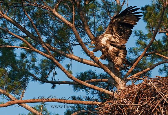 Haliaeetus leucocephalus  BALD EAGLE 3002856z
