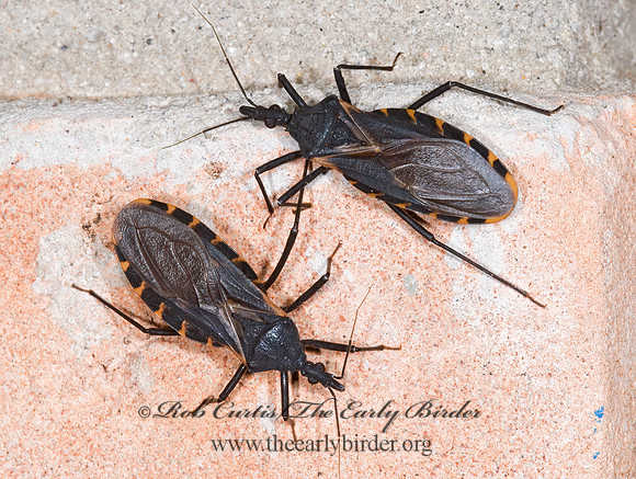 Triatoma gerstaeckeri 6024360z
