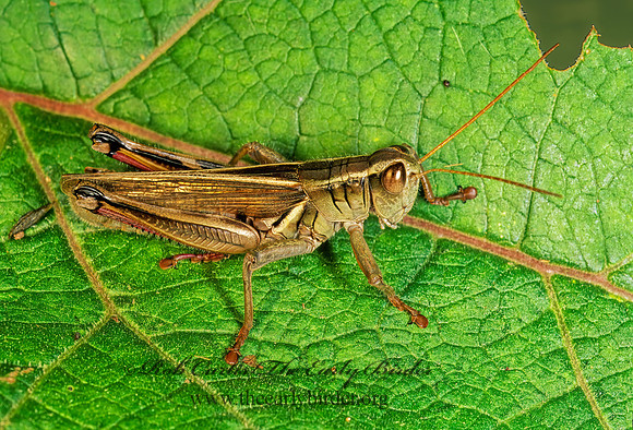 Melanoplus bivittatus  2-STRIPED GRASSHOPPER 178721z