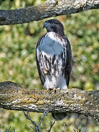 Buteo jamaicensis RED-TAILED HAWK 3047346 (1)