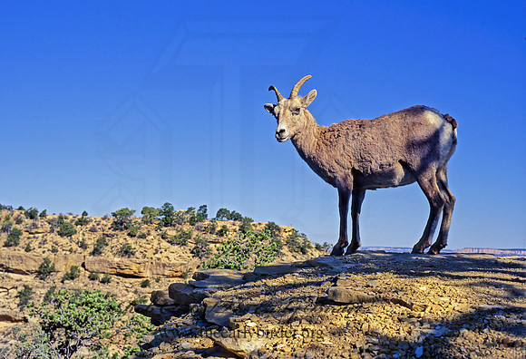 Ovis canadensis  BIGHORN SHEEP 121122z